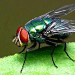 Mosca insetto Fly